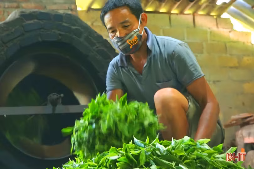 Nông dân miền núi Hà Tĩnh phấn khởi thu hoạch chè vụ xuân