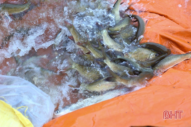 TP Hà Tĩnh thả 1,5 tấn trai và cá xuống các hồ, đập để tạo nguồn lợi thủy sản