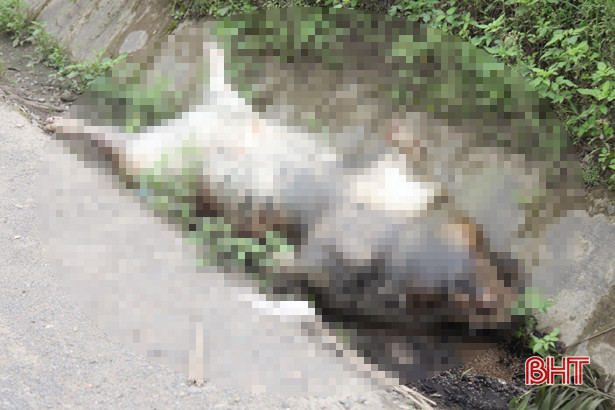 Vứt xác lợn chết bên vệ đường QL 1 đoạn qua TX Kỳ Anh