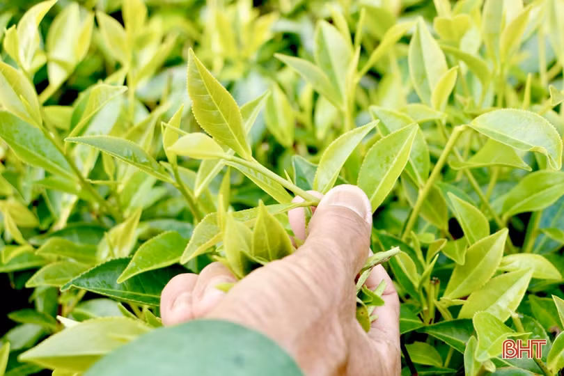 Nông dân miền núi Hà Tĩnh phấn khởi thu hoạch chè vụ xuân