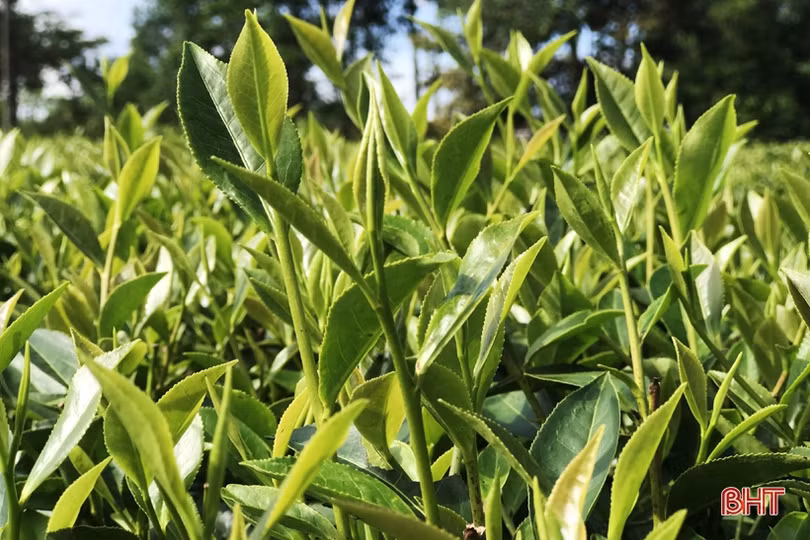 Nông dân miền núi Hà Tĩnh phấn khởi thu hoạch chè vụ xuân