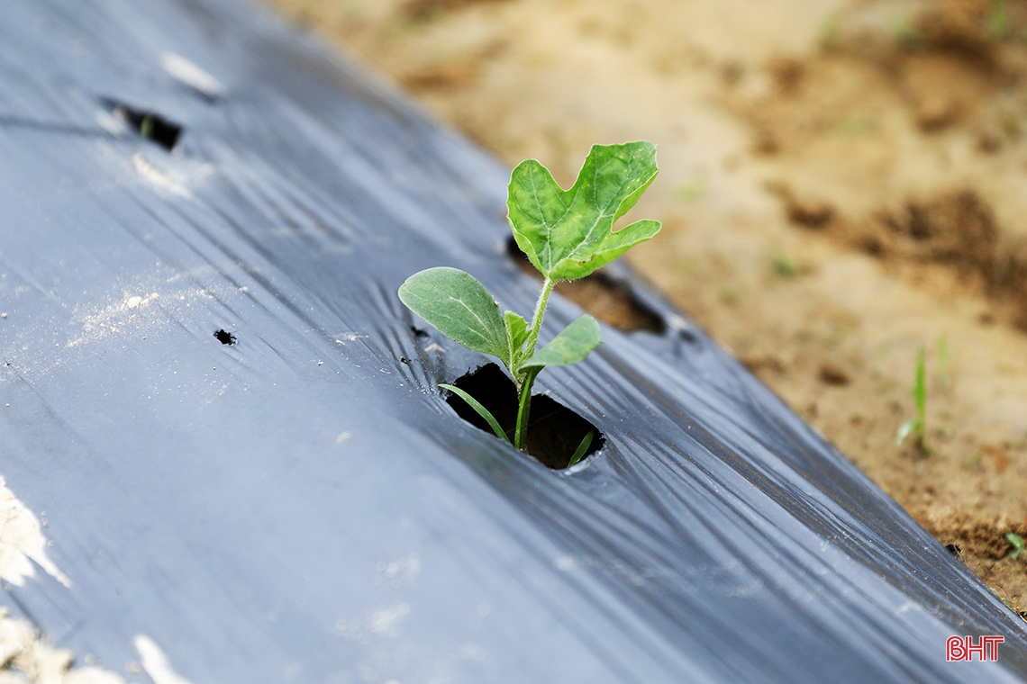 Tranh thủ thời tiết đẹp, nông dân TX Kỳ Anh sản xuất dưa hấu xuân hè