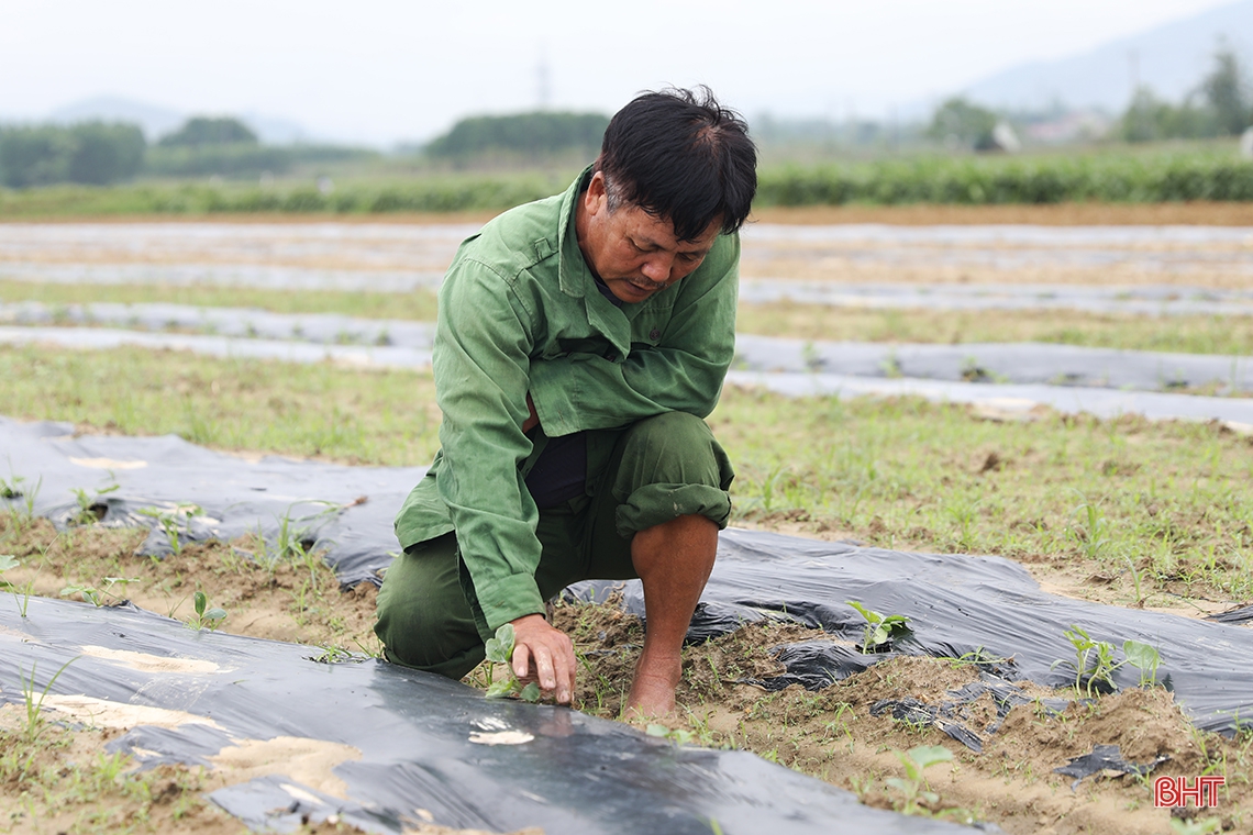 Tranh thủ thời tiết đẹp, nông dân TX Kỳ Anh sản xuất dưa hấu xuân hè