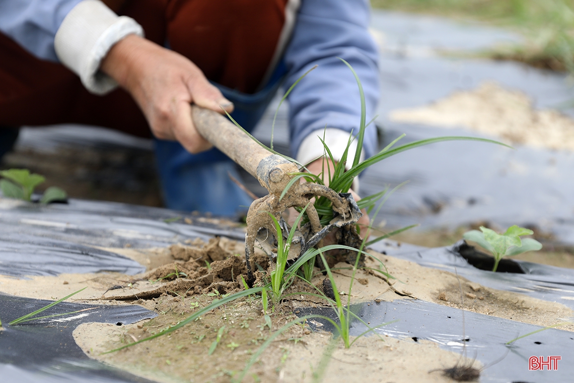 Tranh thủ thời tiết đẹp, nông dân TX Kỳ Anh sản xuất dưa hấu xuân hè