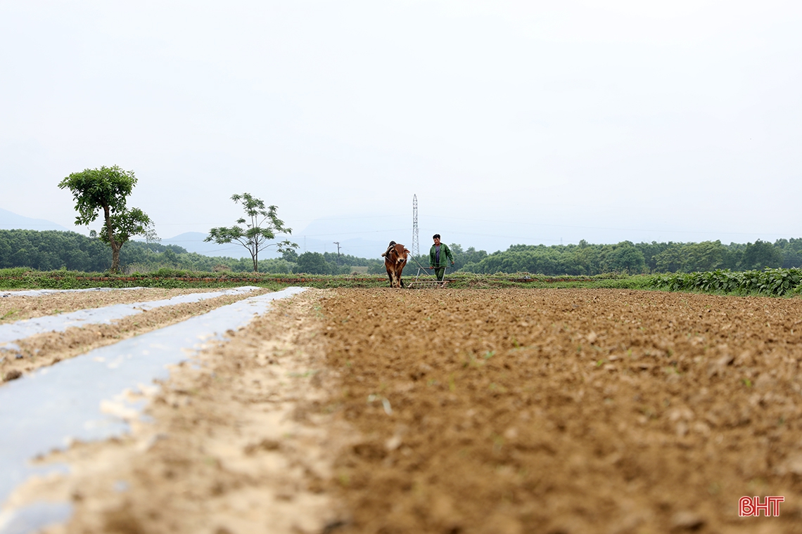 Tranh thủ thời tiết đẹp, nông dân TX Kỳ Anh sản xuất dưa hấu xuân hè