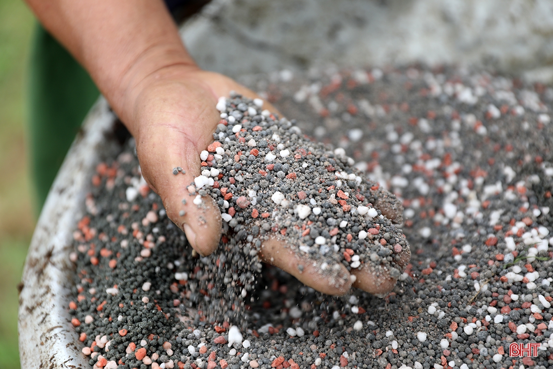 Tranh thủ thời tiết đẹp, nông dân TX Kỳ Anh sản xuất dưa hấu xuân hè