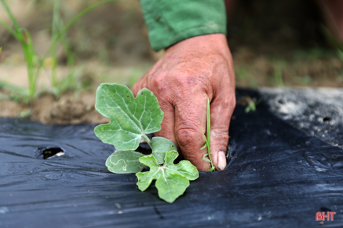 Tranh thủ thời tiết đẹp, nông dân TX Kỳ Anh sản xuất dưa hấu xuân hè