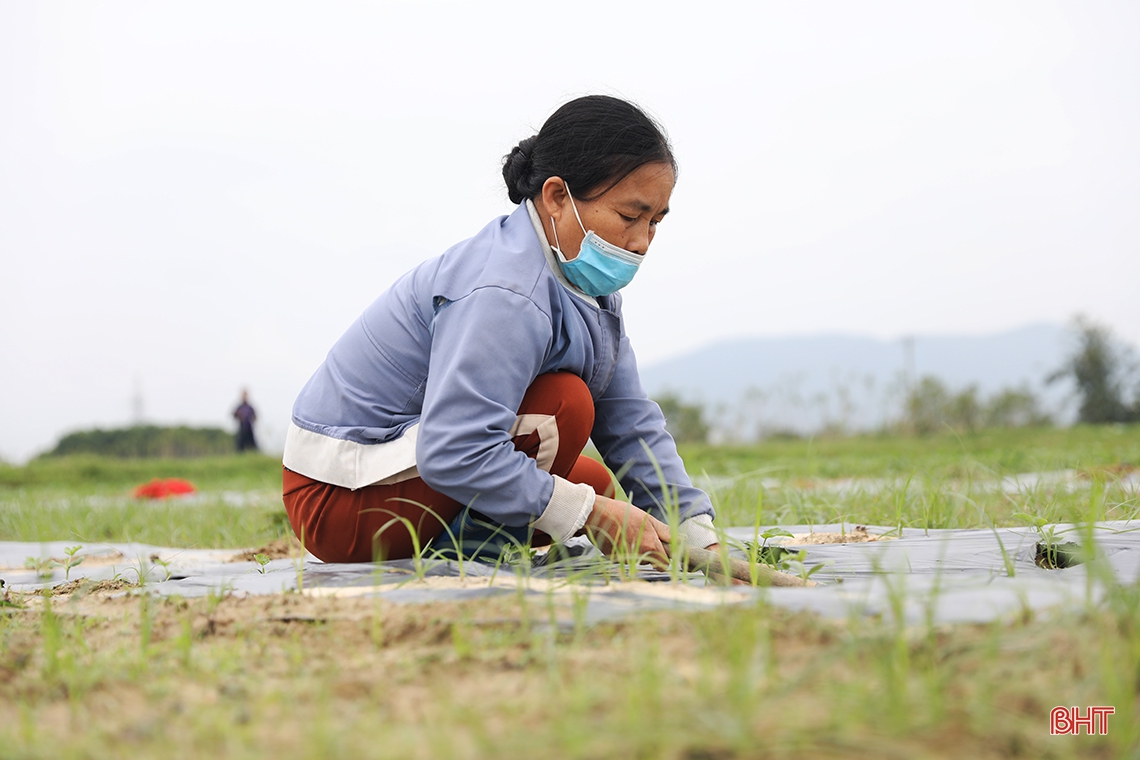 Tranh thủ thời tiết đẹp, nông dân TX Kỳ Anh sản xuất dưa hấu xuân hè