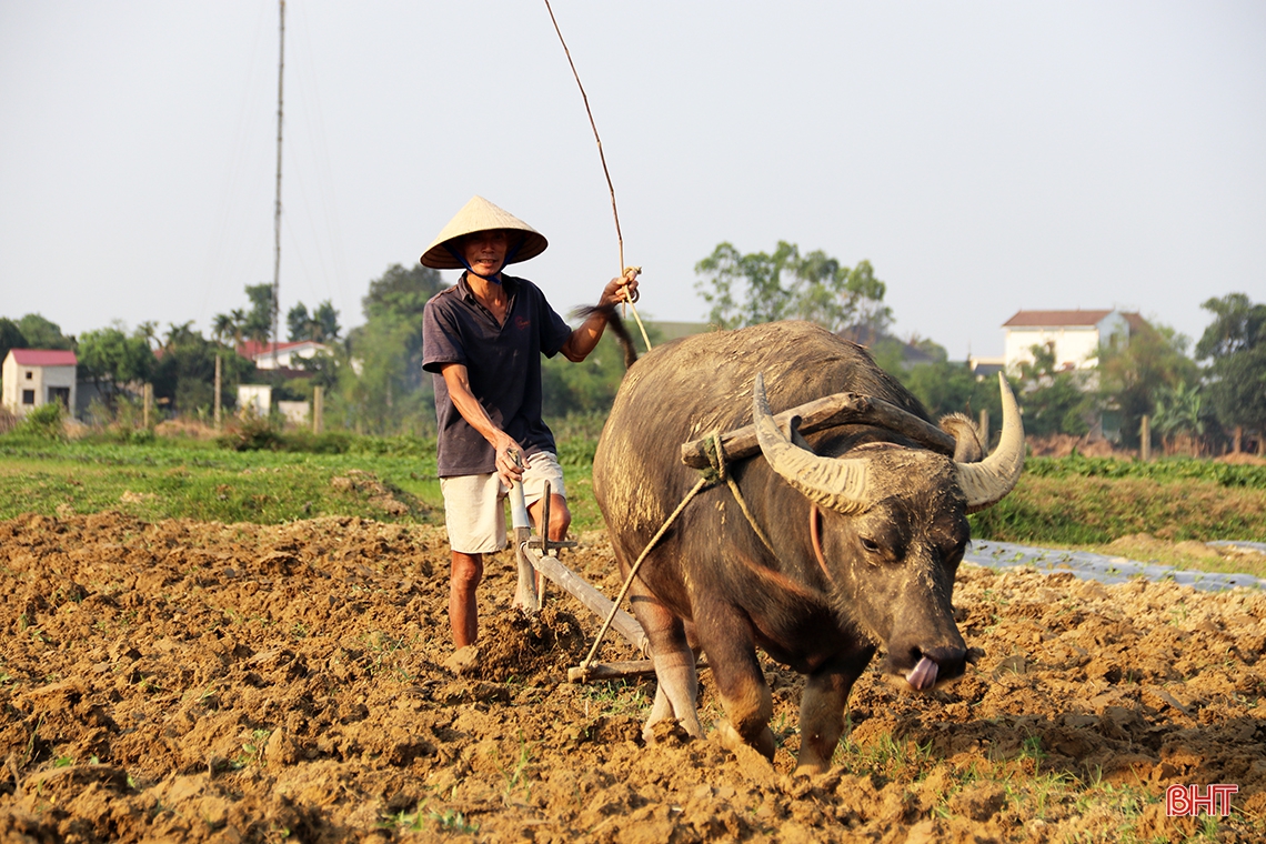 Tranh thủ thời tiết đẹp, nông dân TX Kỳ Anh sản xuất dưa hấu xuân hè