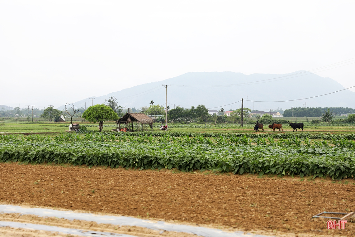 Tranh thủ thời tiết đẹp, nông dân TX Kỳ Anh sản xuất dưa hấu xuân hè