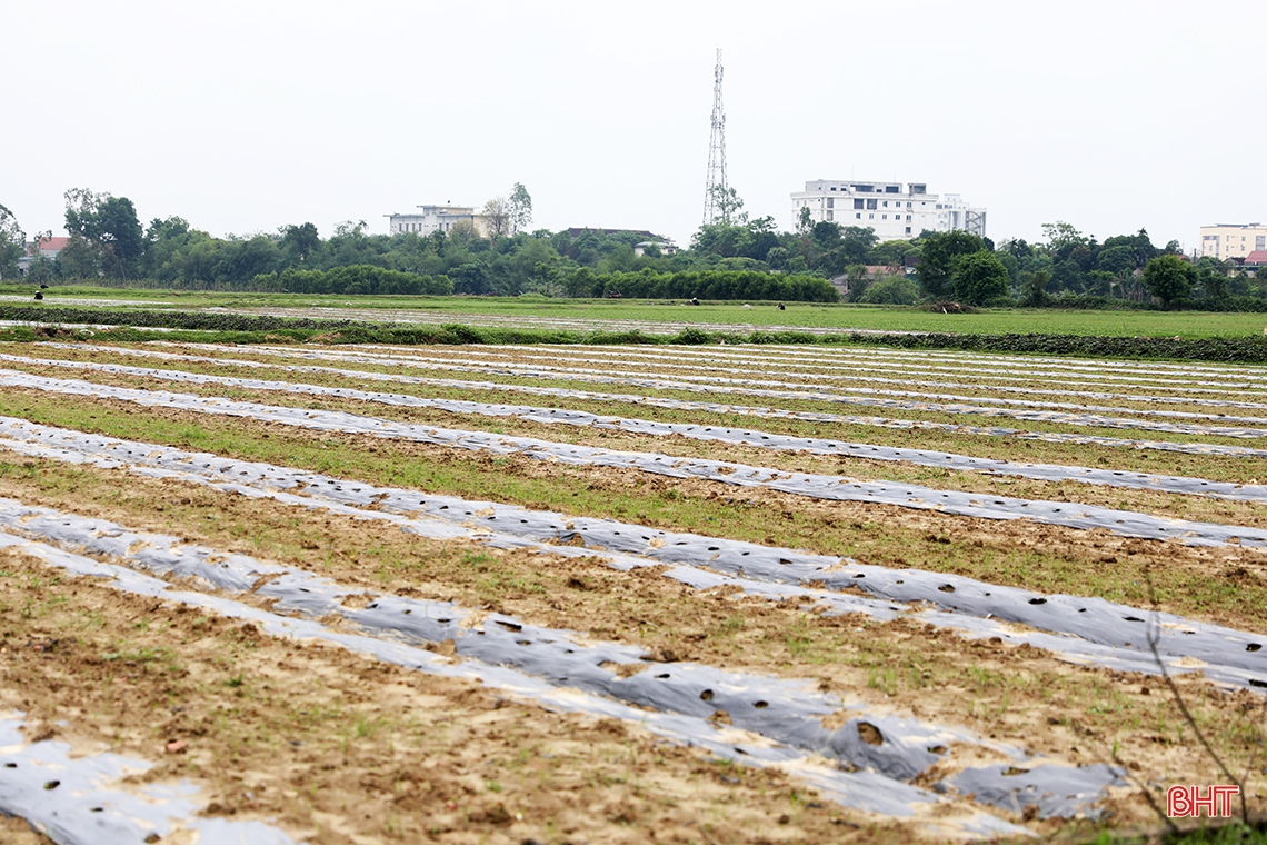Tranh thủ thời tiết đẹp, nông dân TX Kỳ Anh sản xuất dưa hấu xuân hè