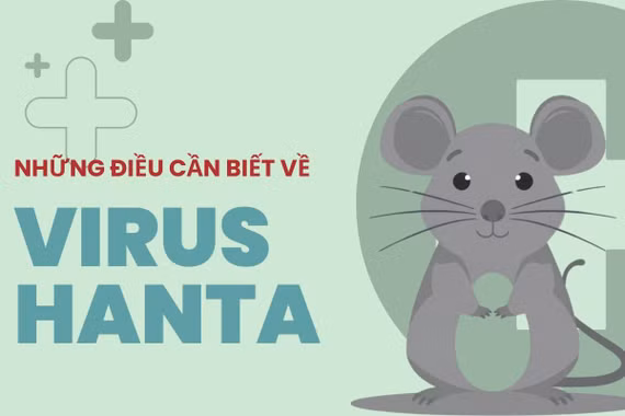 [Infographic] Những điều cần biết về virus Hanta