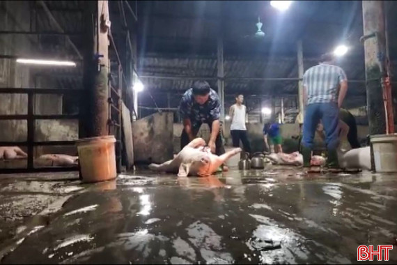 Ô nhiễm môi trường từ lò giết mổ gia súc tập trung