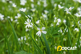 Podcast tản văn "Tháng Bảy - những bước chân không trở lại"