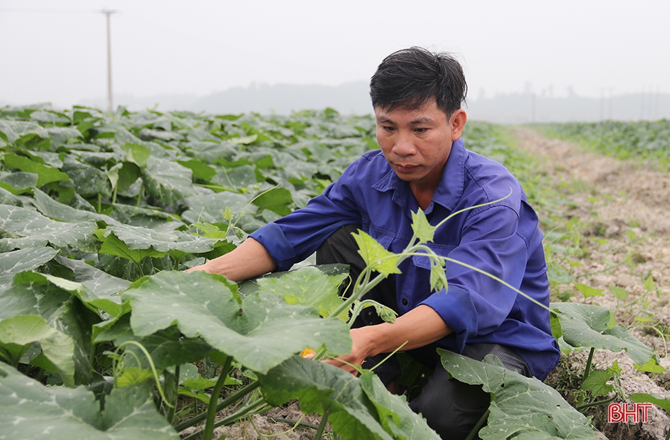 Tích tụ ruộng đất - từ chuyện những người “mê ruộng” đến khát vọng nền nông nghiệp hiện đại (bài cuối): Tư duy mới mở đường cho sản xuất hàng hóa quy mô lớn ở Hà Tĩnh