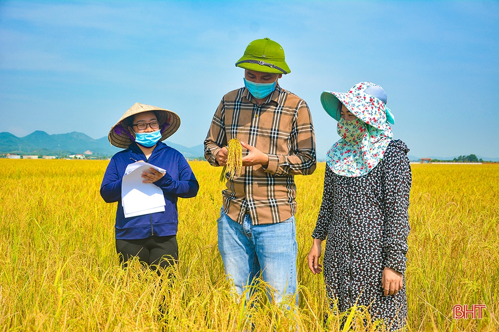 Tích tụ ruộng đất - từ chuyện những người “mê ruộng” đến khát vọng nền nông nghiệp hiện đại (bài cuối): Tư duy mới mở đường cho sản xuất hàng hóa quy mô lớn ở Hà Tĩnh