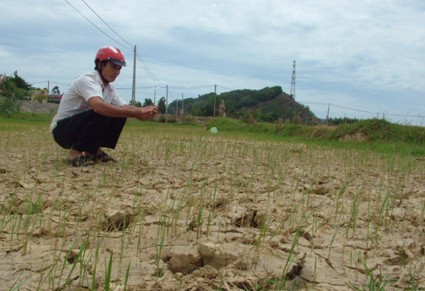 Hàng chục héc-ta lúa hè thu của xã Xuân Lam (Nghi Xuân) đang chết dần vì thiếu nước tưới