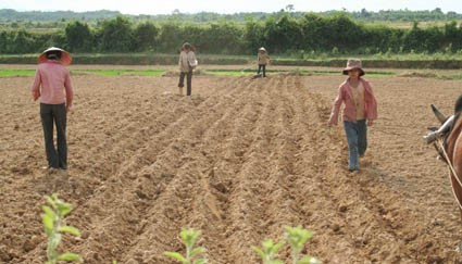 Nông dân xã Gia Phố gieo trỉa đậu hè thu