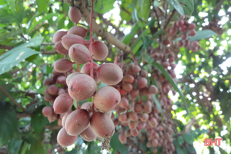 “Chết thèm” với những cây dâu da quả từ gốc đến ngọn tại Hà Tĩnh