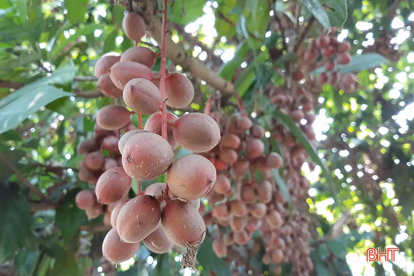 “Chết thèm” với những cây dâu da quả từ gốc đến ngọn tại Hà Tĩnh