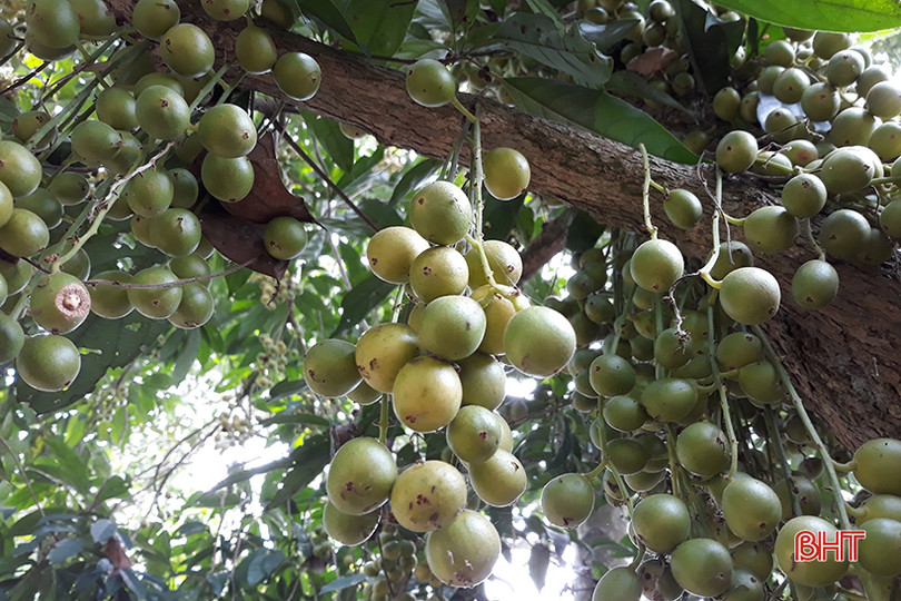 “Chết thèm” với những cây dâu da quả từ gốc đến ngọn tại Hà Tĩnh