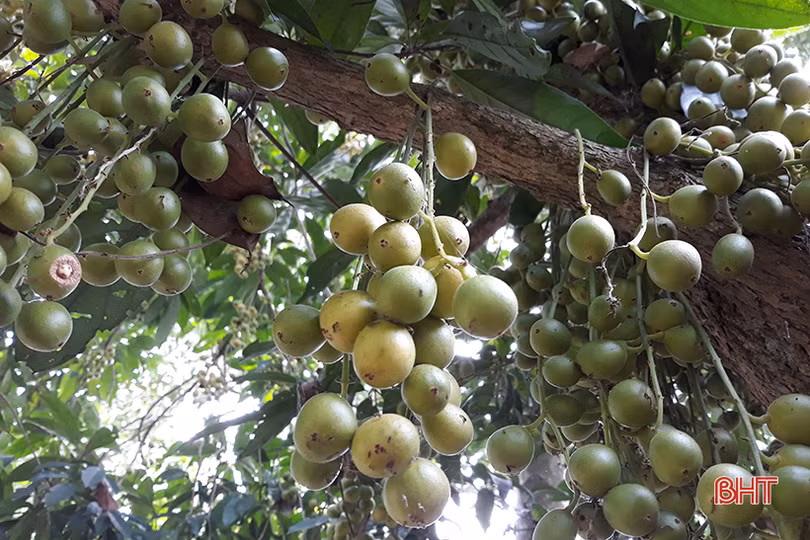 “Chết thèm” với những cây dâu da quả từ gốc đến ngọn tại Hà Tĩnh