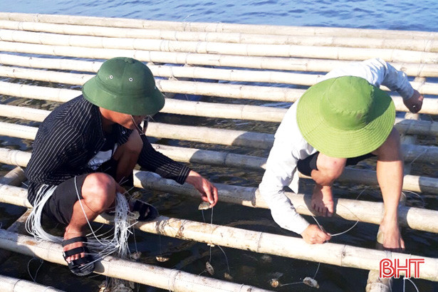 ho tro gan 30 000 hau giong cho 5 ho nuoi ky ninh