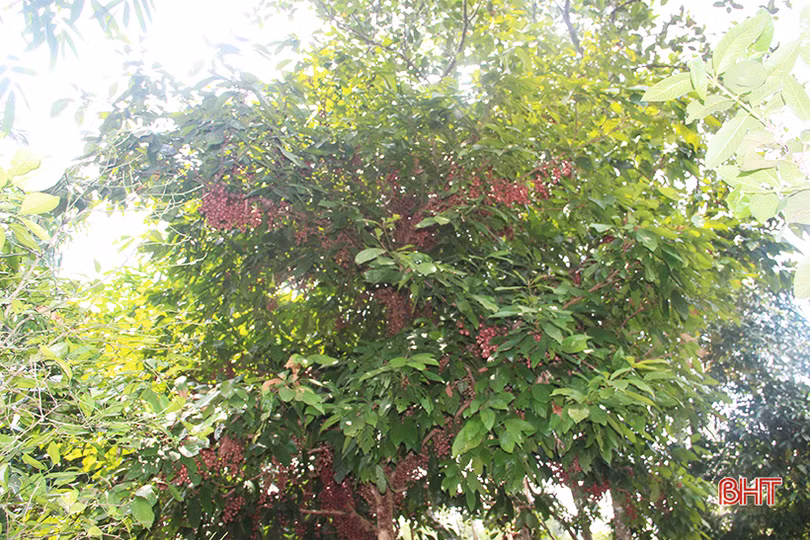 “Chết thèm” với những cây dâu da quả từ gốc đến ngọn tại Hà Tĩnh