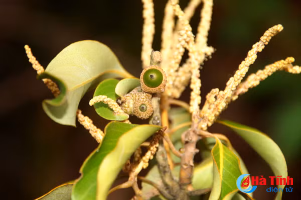 Phát hiện cây pơ mu gần 1.000 năm tuổi tại Vườn quốc gia Vũ Quang ảnh 5 phat hien cay po mu gan 1 000 nam tuoi tai vuon quoc gia vu quang