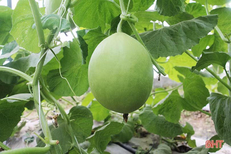 lac vao vuon dua kim hoang hau cua lao nong o bac son