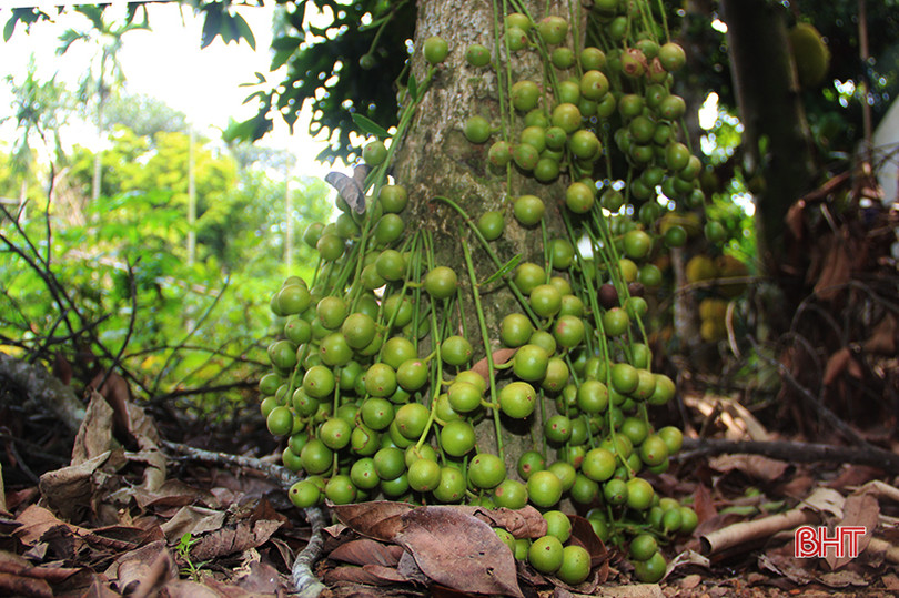 “Chết thèm” với những cây dâu da quả từ gốc đến ngọn tại Hà Tĩnh