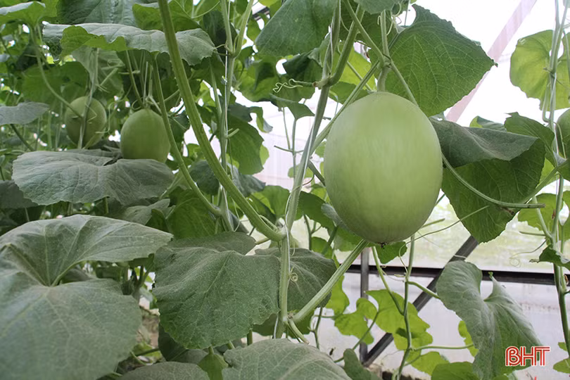 lac vao vuon dua kim hoang hau cua lao nong o bac son