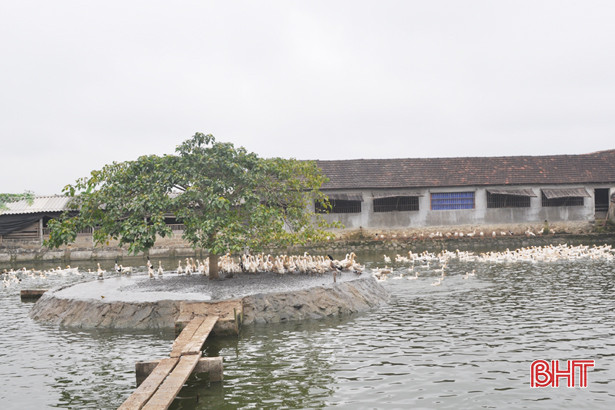 tong dan gia suc tai ha tinh giam manh gia cam tang nhe