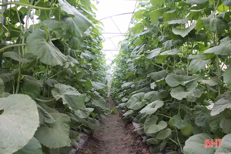 lac vao vuon dua kim hoang hau cua lao nong o bac son