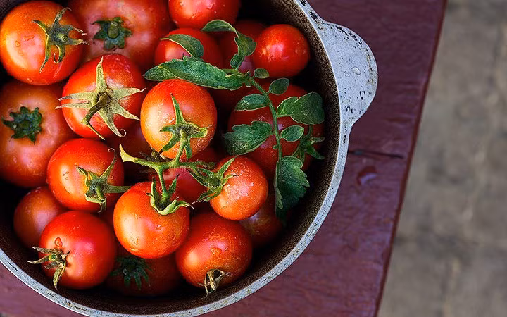 an nhieu ca chua khong tot nhu van nghi
