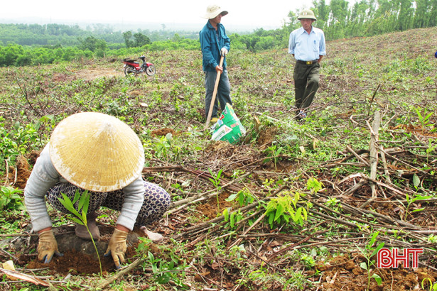 ha tinh moi nam cung cap 400 500 nghin m 3 go nguyen lieu