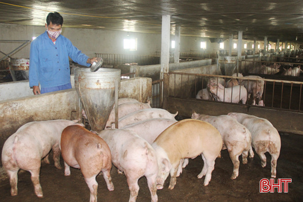 tong dan gia suc tai ha tinh giam manh gia cam tang nhe