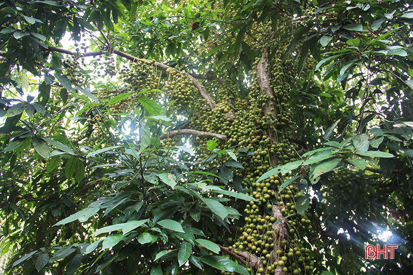 “Chết thèm” với những cây dâu da quả từ gốc đến ngọn tại Hà Tĩnh