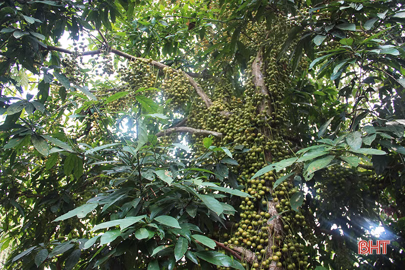 “Chết thèm” với những cây dâu da quả từ gốc đến ngọn tại Hà Tĩnh