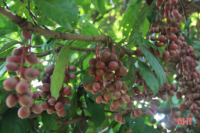 “Chết thèm” với những cây dâu da quả từ gốc đến ngọn tại Hà Tĩnh