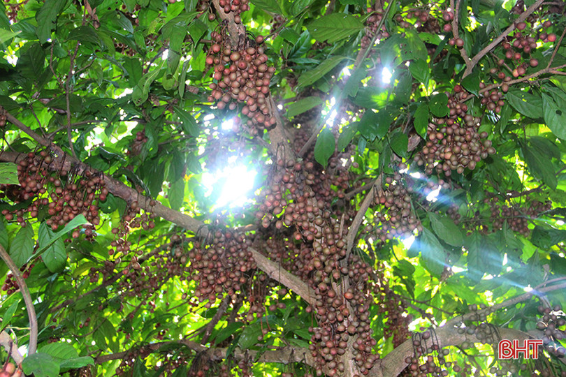 “Chết thèm” với những cây dâu da quả từ gốc đến ngọn tại Hà Tĩnh