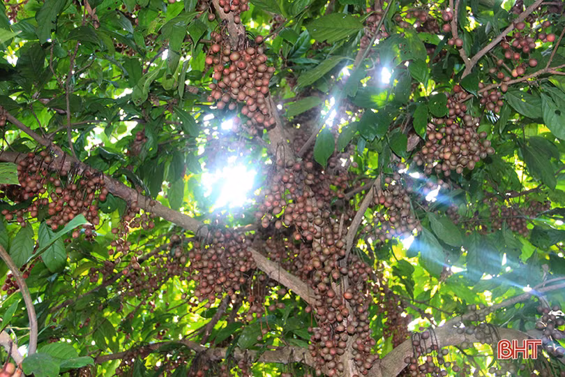 “Chết thèm” với những cây dâu da quả từ gốc đến ngọn tại Hà Tĩnh