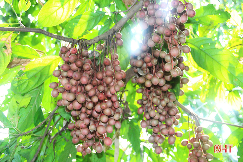 “Chết thèm” với những cây dâu da quả từ gốc đến ngọn tại Hà Tĩnh