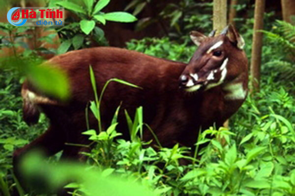 phat hien cay po mu gan 1 000 nam tuoi tai vuon quoc gia vu quang