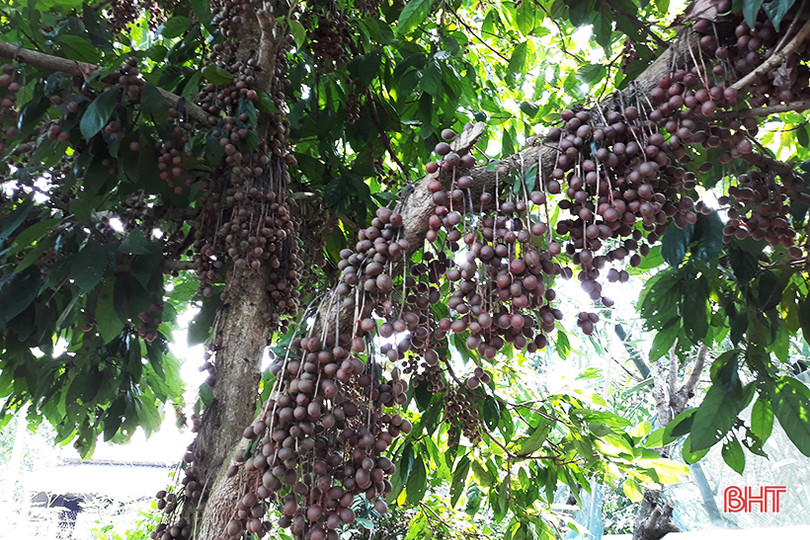 “Chết thèm” với những cây dâu da quả từ gốc đến ngọn tại Hà Tĩnh