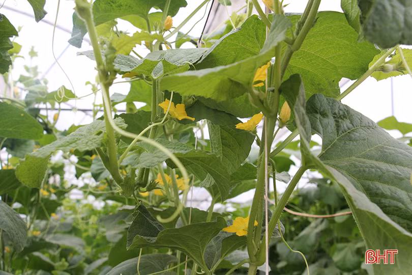 lac vao vuon dua kim hoang hau cua lao nong o bac son