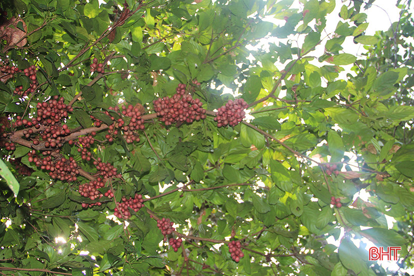 “Chết thèm” với những cây dâu da quả từ gốc đến ngọn tại Hà Tĩnh