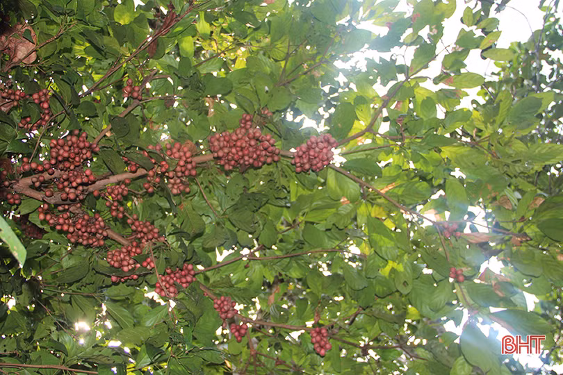 “Chết thèm” với những cây dâu da quả từ gốc đến ngọn tại Hà Tĩnh