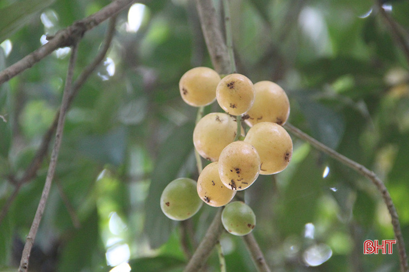 “Chết thèm” với những cây dâu da quả từ gốc đến ngọn tại Hà Tĩnh