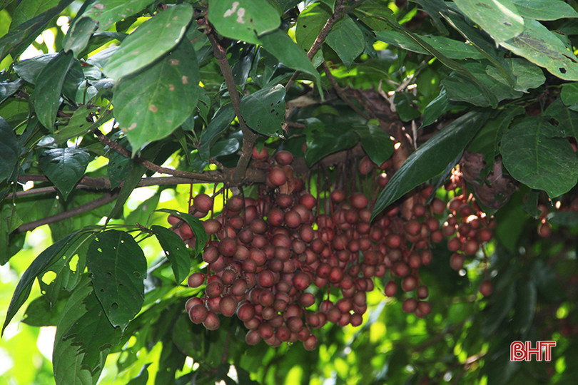 “Chết thèm” với những cây dâu da quả từ gốc đến ngọn tại Hà Tĩnh